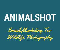 Email Marketing Service For Wildlife Photography & Animal Snapshots